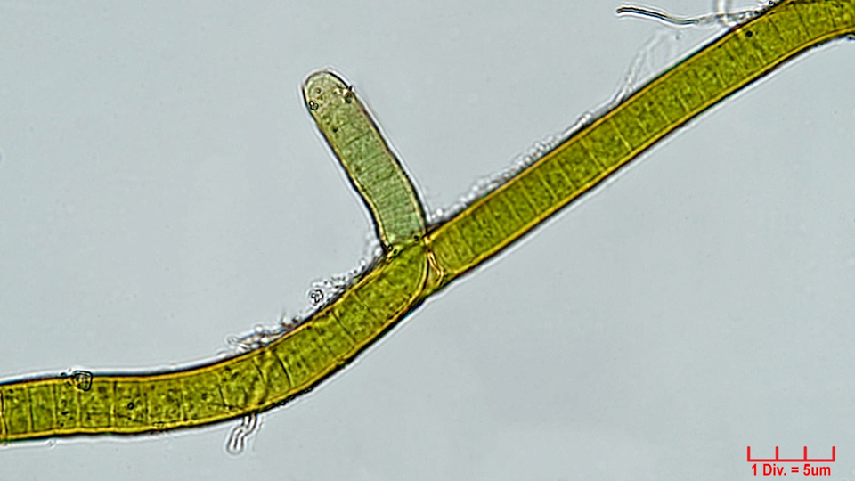 Cyanobacteria/Nostocales/Scytonemataceae/Scytonema/hofmannii/scytonema-hofmannii-395.png
