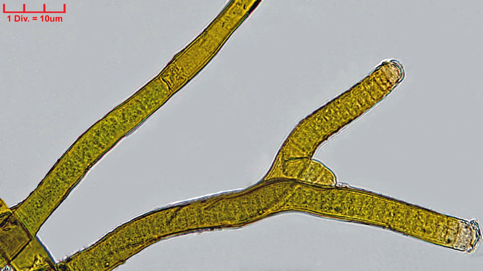Cyanobacteria/Nostocales/Scytonemataceae/Scytonema/hofmannii/scytonema-hofmannii-396.png
