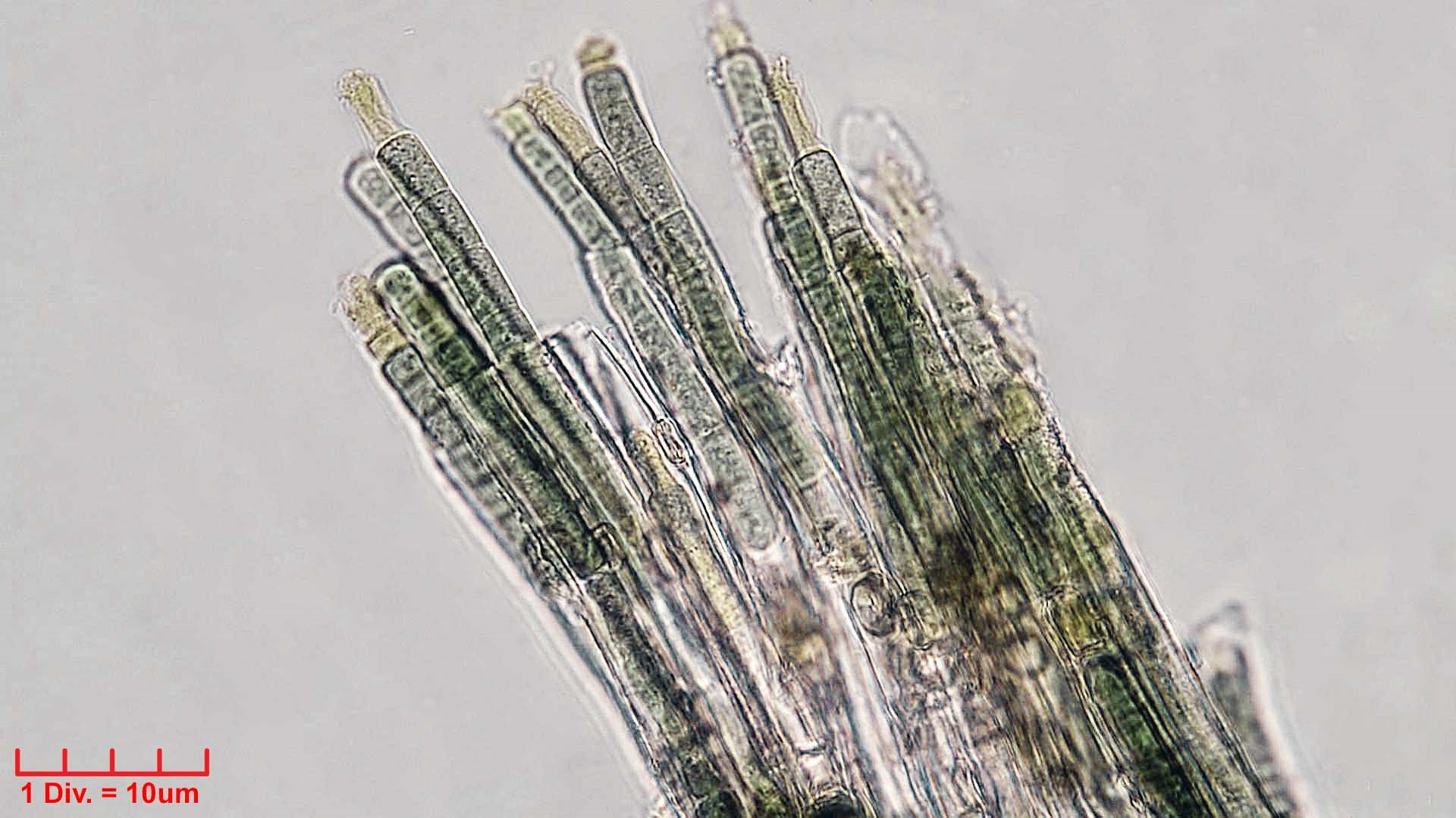 Cyanobacteria/Nostocales/Scytonemataceae/Scytonema/javanicum/scytonema-javanicum-401.jpg