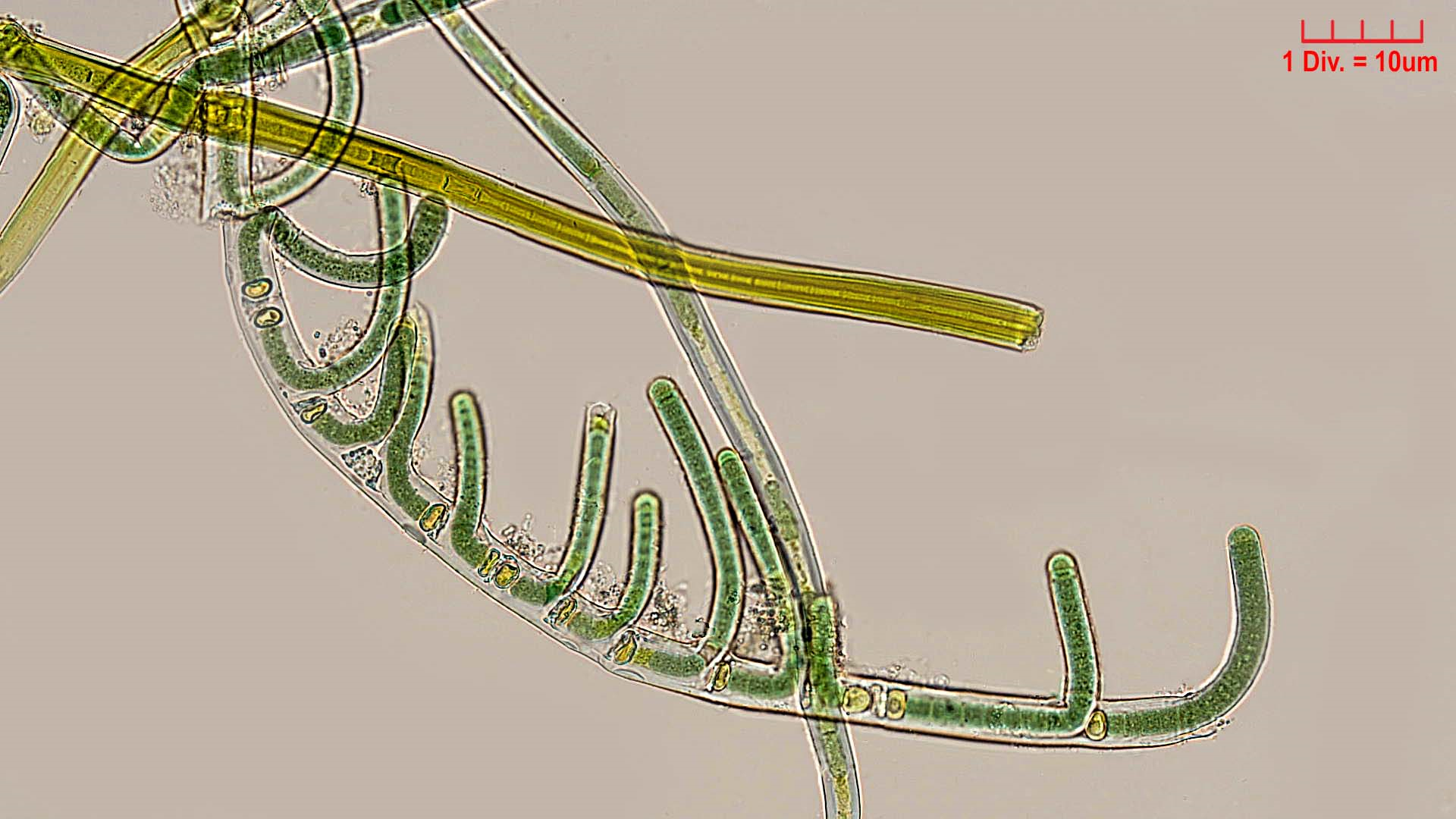 Cyanobacteria/Nostocales/Scytonemataceae/Scytonema/mirabile/scytonema-mirabile-361.png