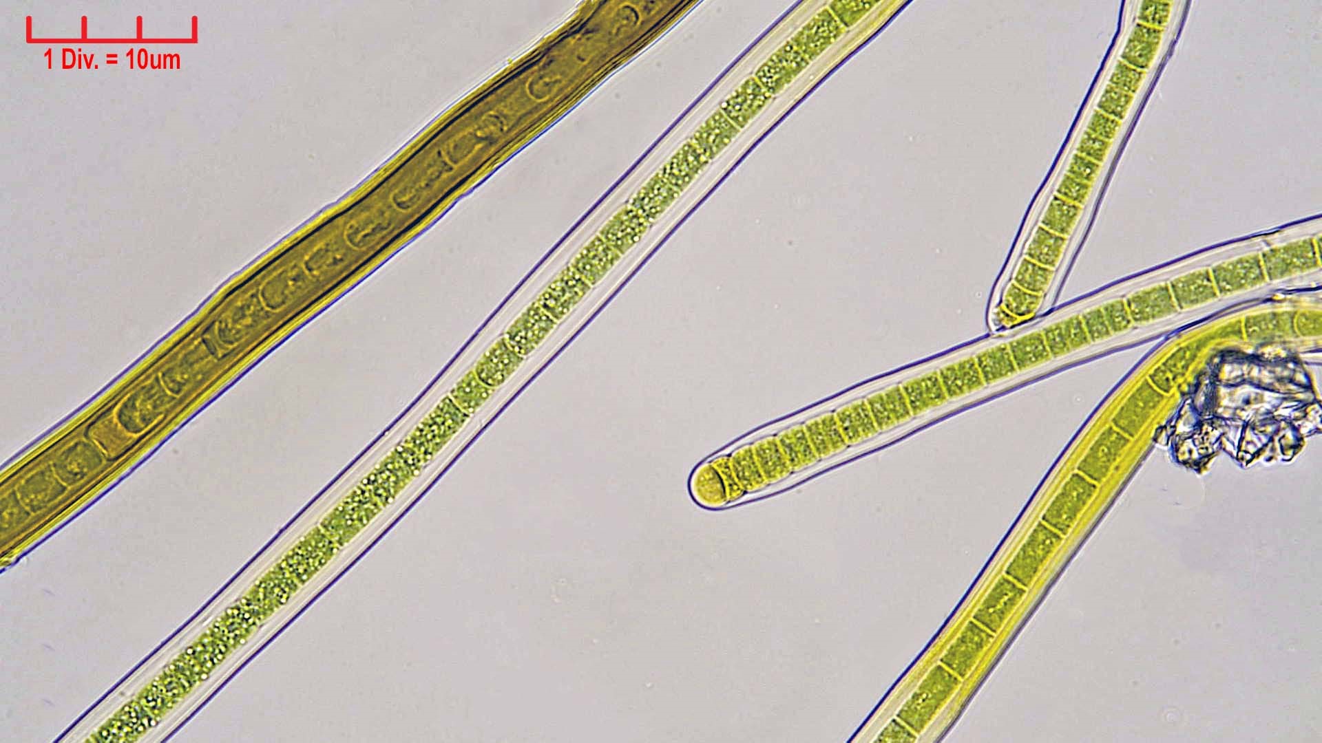 ./Cyanobacteria/Nostocales/Scytonemataceae/Scytonema/mirabile/scytonema-mirabile-364.jpg
