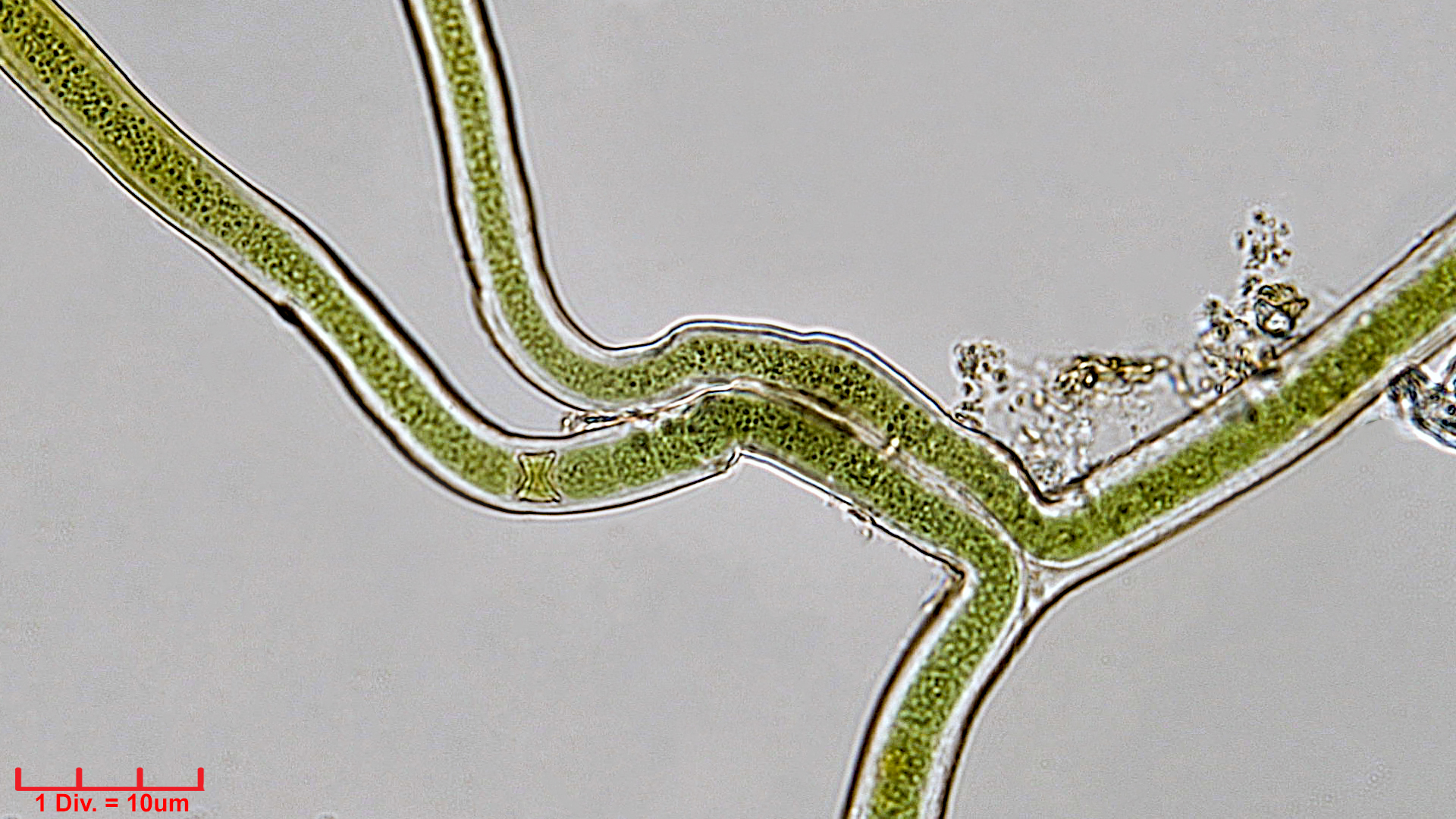 Cyanobacteria/Nostocales/Scytonemataceae/Scytonema/tolypothrichoides/scy-tolypothrichoides-405.jpg