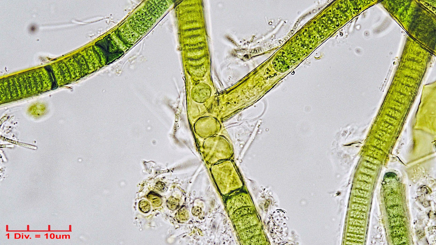 ././Cyanobacteria/Nostocales/Scytonemataceae/Scytonematopsis/crustacea/scytonematopsis-423.jpg