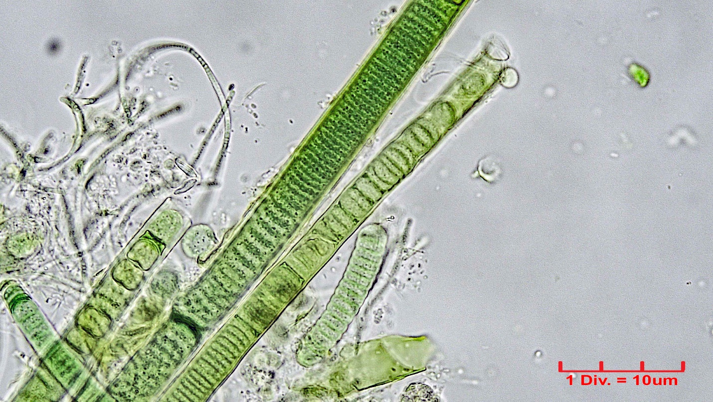 ././Cyanobacteria/Nostocales/Scytonemataceae/Scytonematopsis/crustacea/scytonematopsis-424.jpg