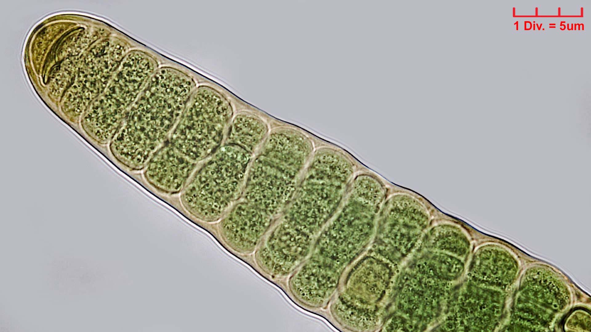Cyanobacteria/Nostocales/Stigonemataceae/Stigonema/mamillosum/stigonema-mamillosum-542.jpg
