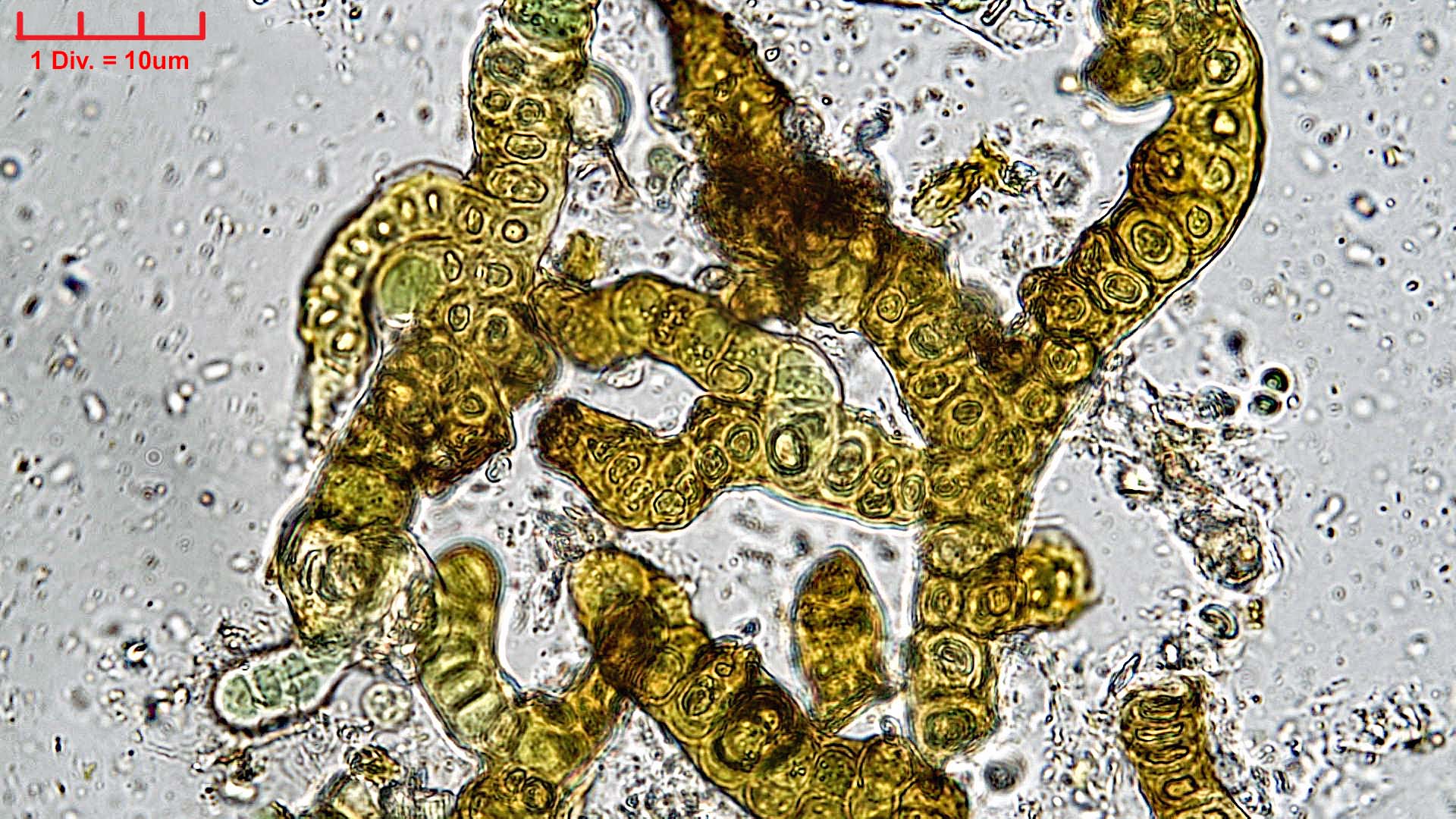 Cyanobacteria/Nostocales/Stigonemataceae/Stigonema/minutum/stigonema-minutum-534.jpg