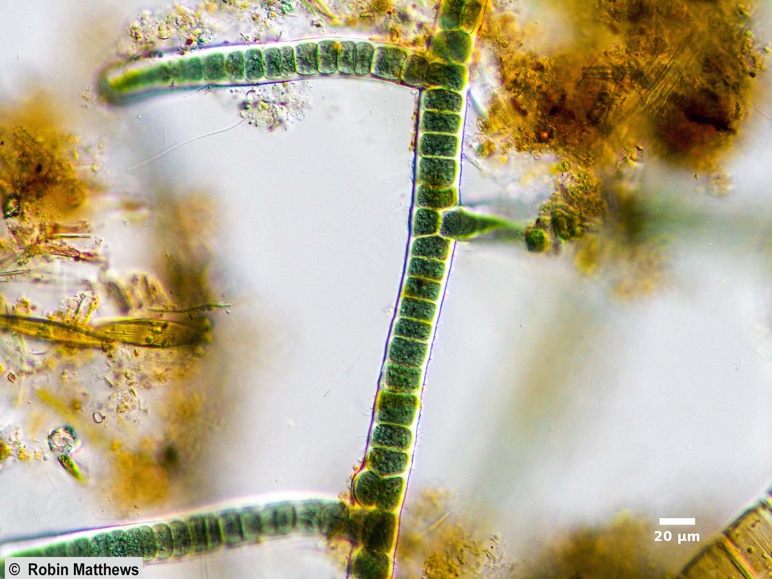 Cyanobacteria/Nostocales/Stigonemataceae/Stigonema/ocellatum/stigonema-ocellatum-529.jpg