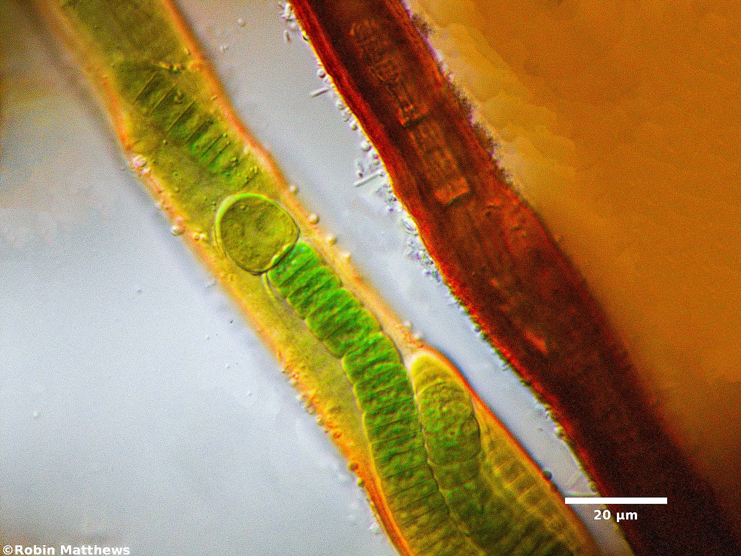 Cyanobacteria/Nostocales/Tolypothrichaceae/Coleodesmium/wrangelii/coleodesmium-wrangelii-328.jpg