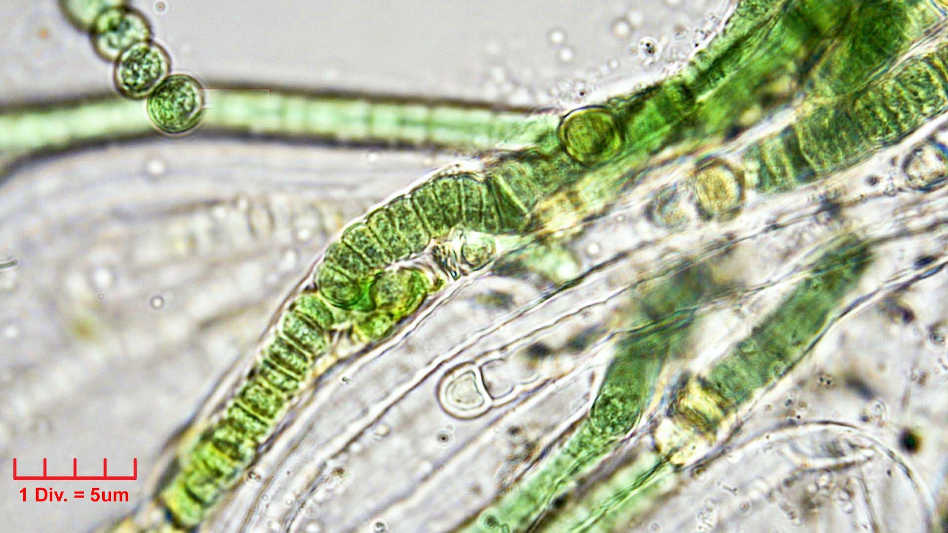 ././Cyanobacteria/Nostocales/Tolypothrichaceae/Rexia/erecta/rexia-erecta-336.jpg