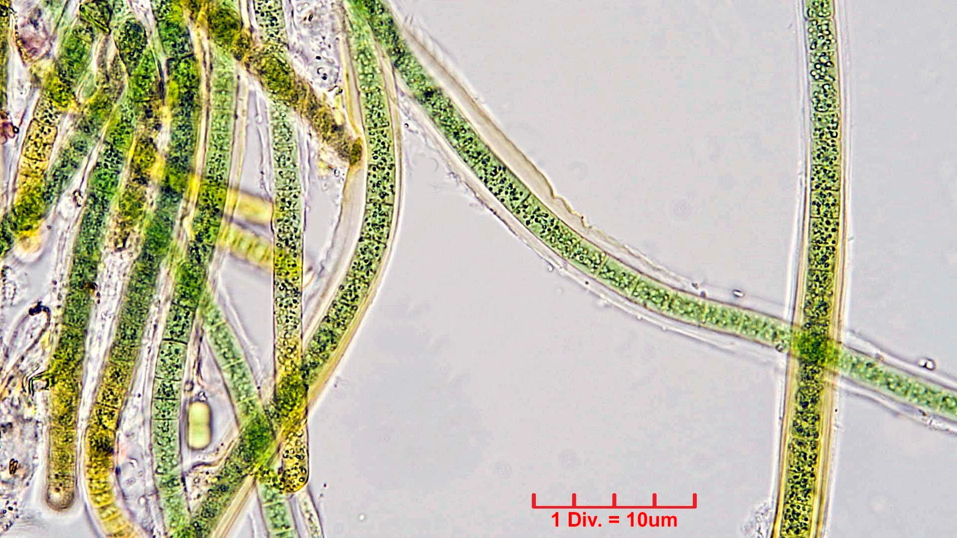 Cyanobacteria/Nostocales/Tolypothrichaceae/Tolypothrix/calcarata/tolypothrix-calcarata-319.jpg