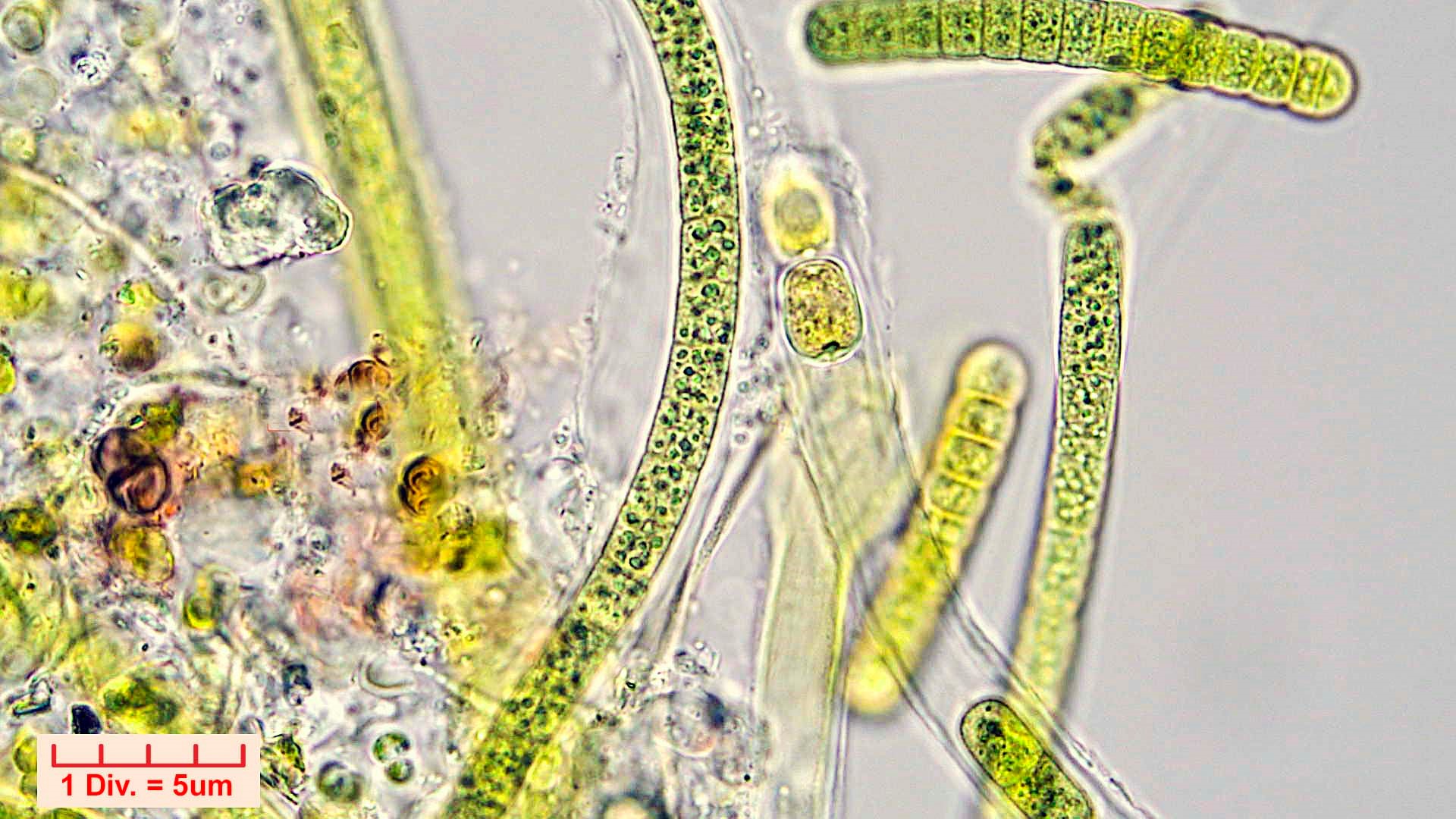 Cyanobacteria/Nostocales/Tolypothrichaceae/Tolypothrix/calcarata/tolypothrix-calcarata-320.jpg