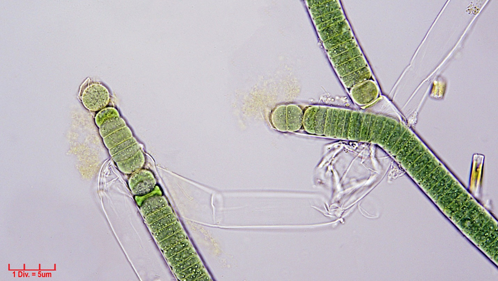 ././././Cyanobacteria/Nostocales/Tolypothrichaceae/Tolypothrix/distorta/tolypothrix-distorta-308.png