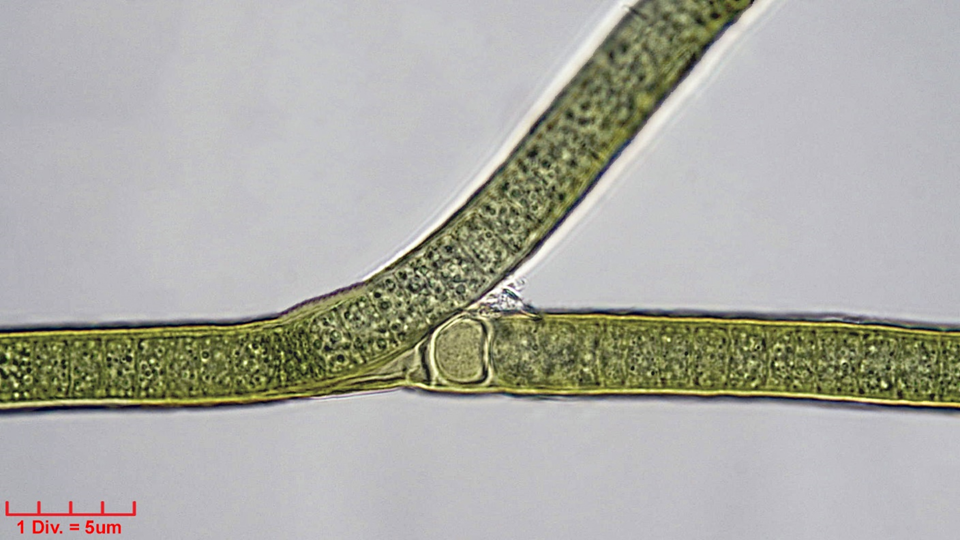 Cyanobacteria/Nostocales/Tolypothrichaceae/Tolypothrix/distorta/tolypothrix-distorta-310.png