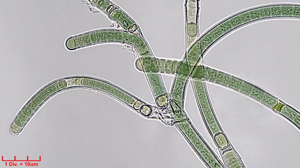 ././././Cyanobacteria/Nostocales/Tolypothrichaceae/Tolypothrix/lanata/tolypothrix-lanata-312.png