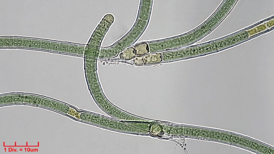 Cyanobacteria/Nostocales/Tolypothrichaceae/Tolypothrix/lanata/tolypothrix-lanata-313.png