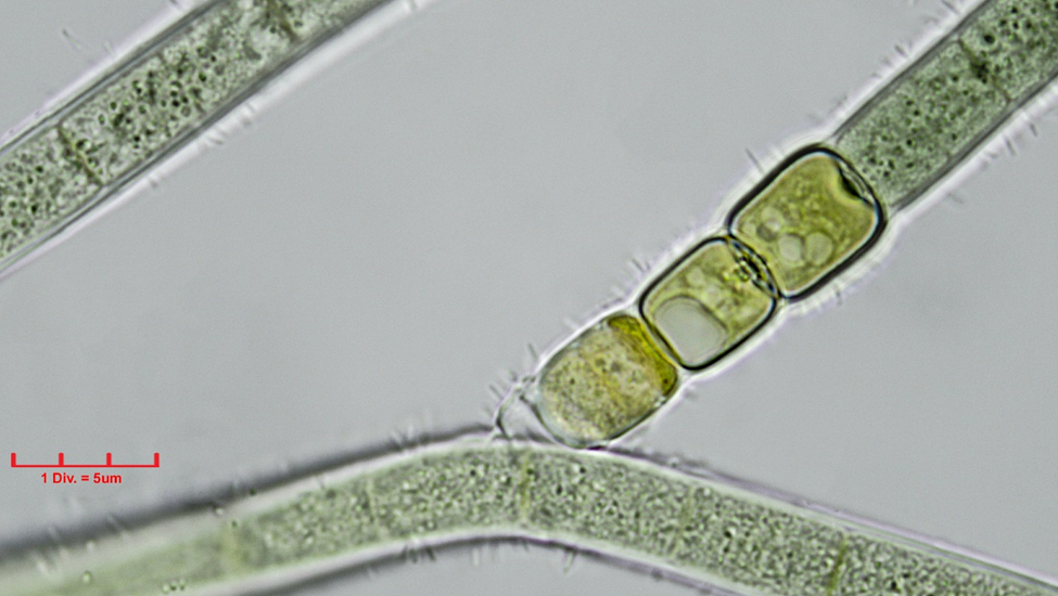 ./././Cyanobacteria/Nostocales/Tolypothrichaceae/Tolypothrix/lanata/tolypothrix-lanata-317.png