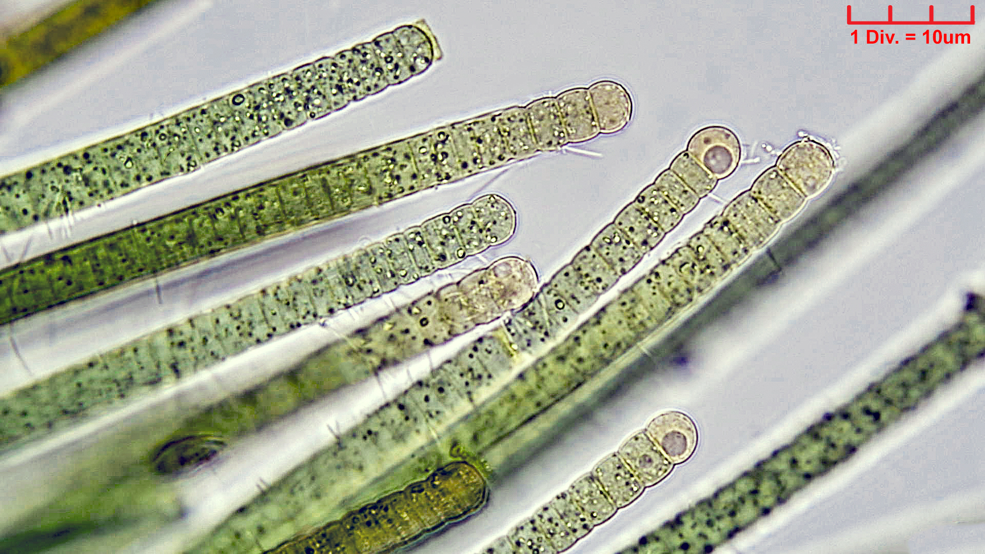 Cyanobacteria/Nostocales/Tolypothrichaceae/Tolypothrix/pencillata/tolypothrix-pencillata-2.jpg