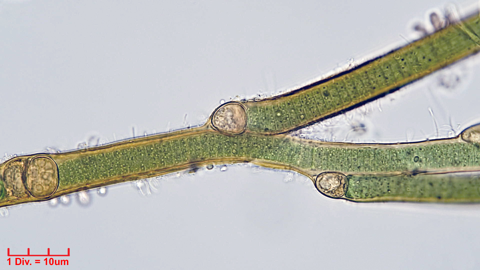 ./././Cyanobacteria/Nostocales/Tolypothrichaceae/Tolypothrix/pencillata/tolypothrix-pencillata-3.jpg