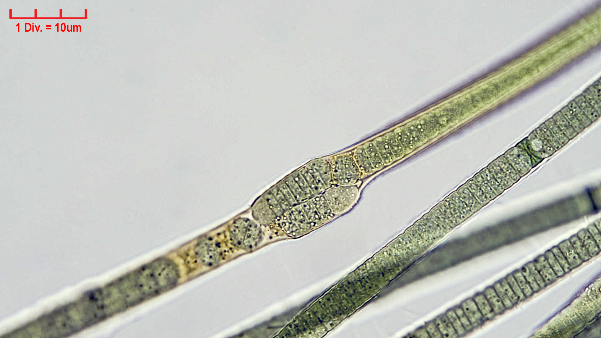 Cyanobacteria/Nostocales/Tolypothrichaceae/Tolypothrix/pencillata/tolypothrix-pencillata-6.jpg