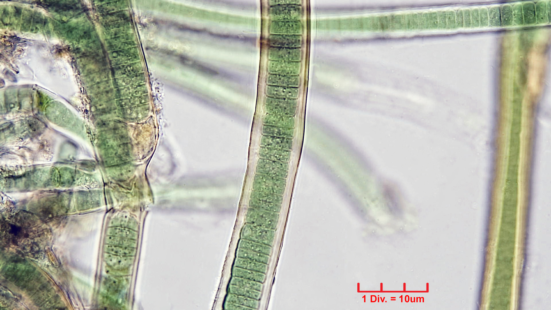 Cyanobacteria/Nostocales/Tolypothrichaceae/Tolypothrix/pencillata/tolypothrix-pencillata-7.jpg