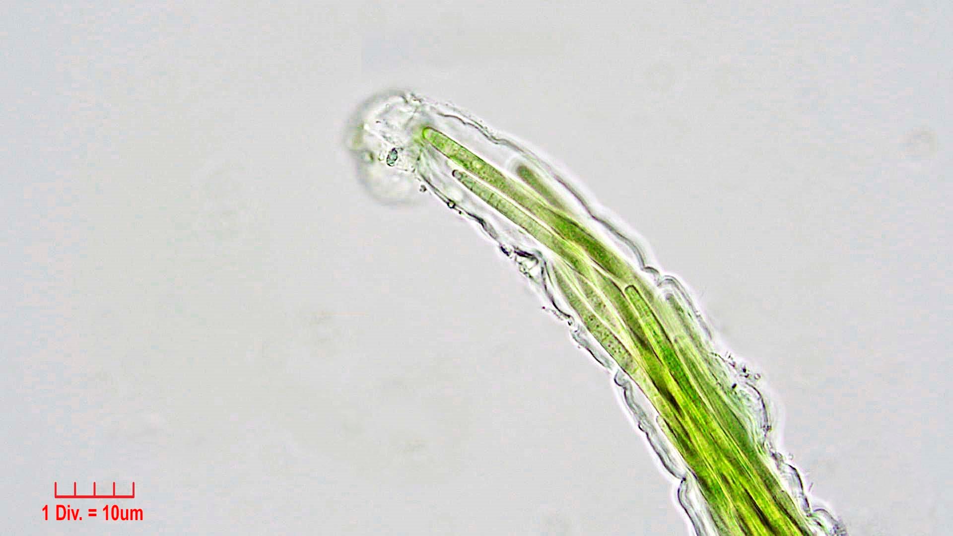 Cyanobacteria/Oscillatoriales/Microcoleaceae/Microcoleus/vaginatus/microcoleus-vaginatus-273.jpg