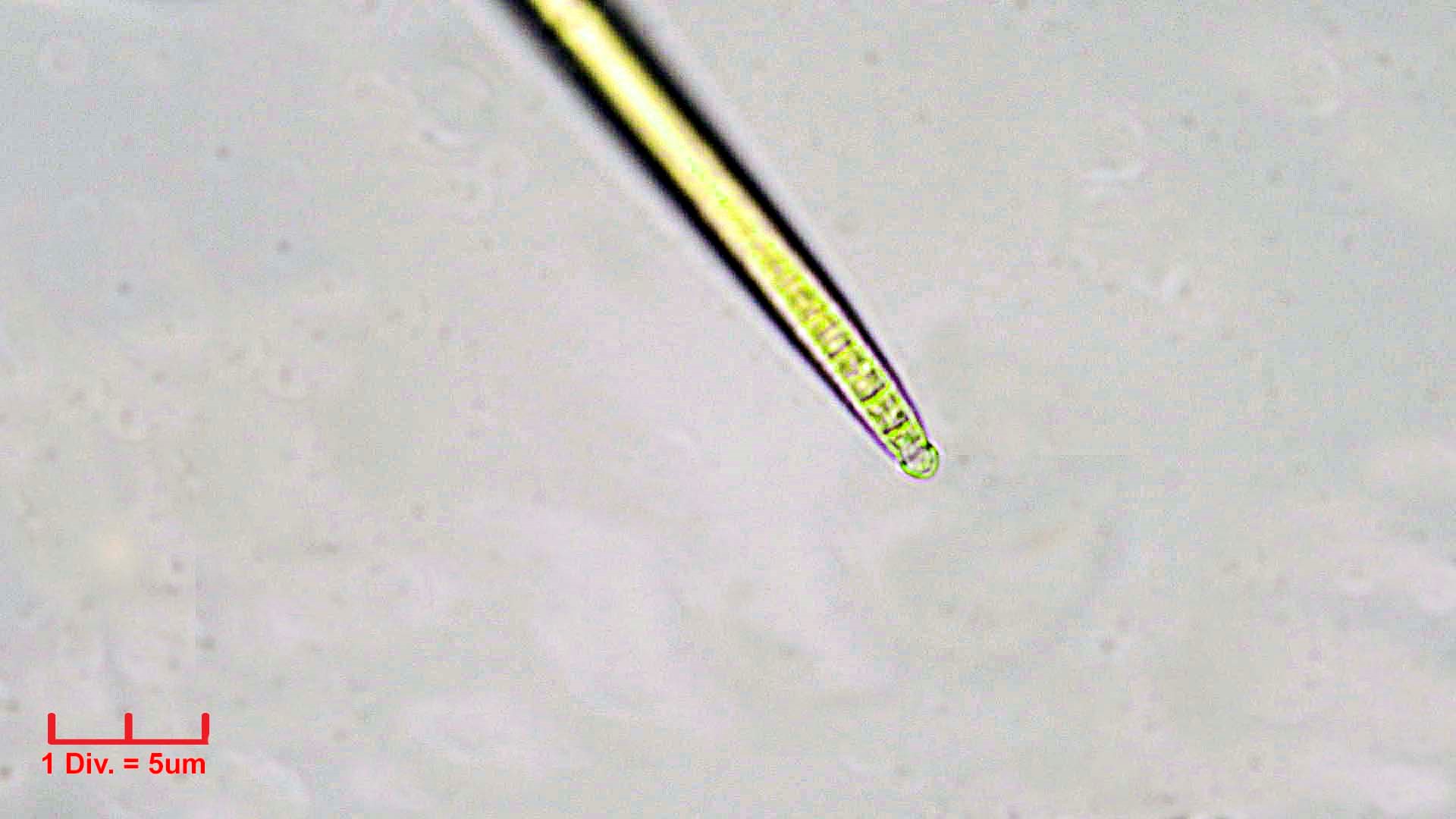 Cyanobacteria/Oscillatoriales/Microcoleaceae/Microcoleus/vaginatus/microcoleus-vaginatus-275.jpg