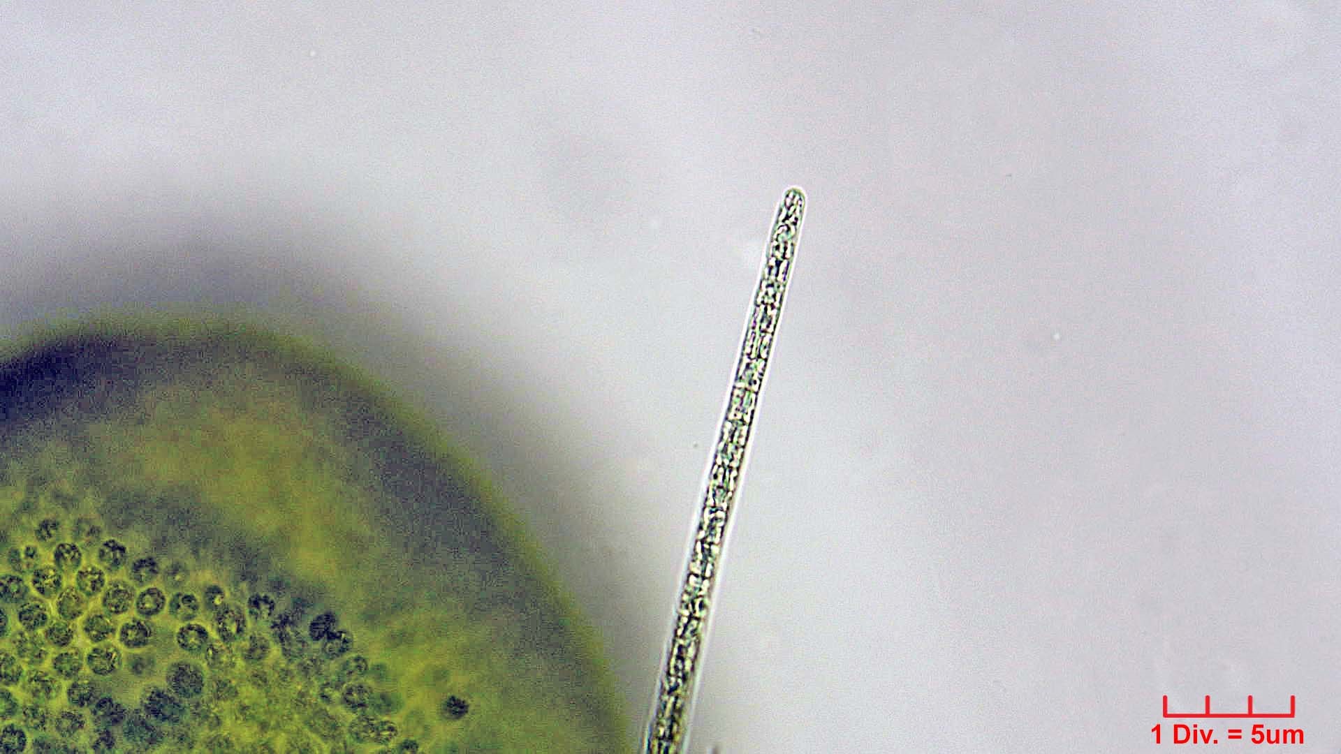 Cyanobacteria/Oscillatoriales/Microcoleaceae/Planktothrix/agardhii/planktothrix-agardhii-244.jpg