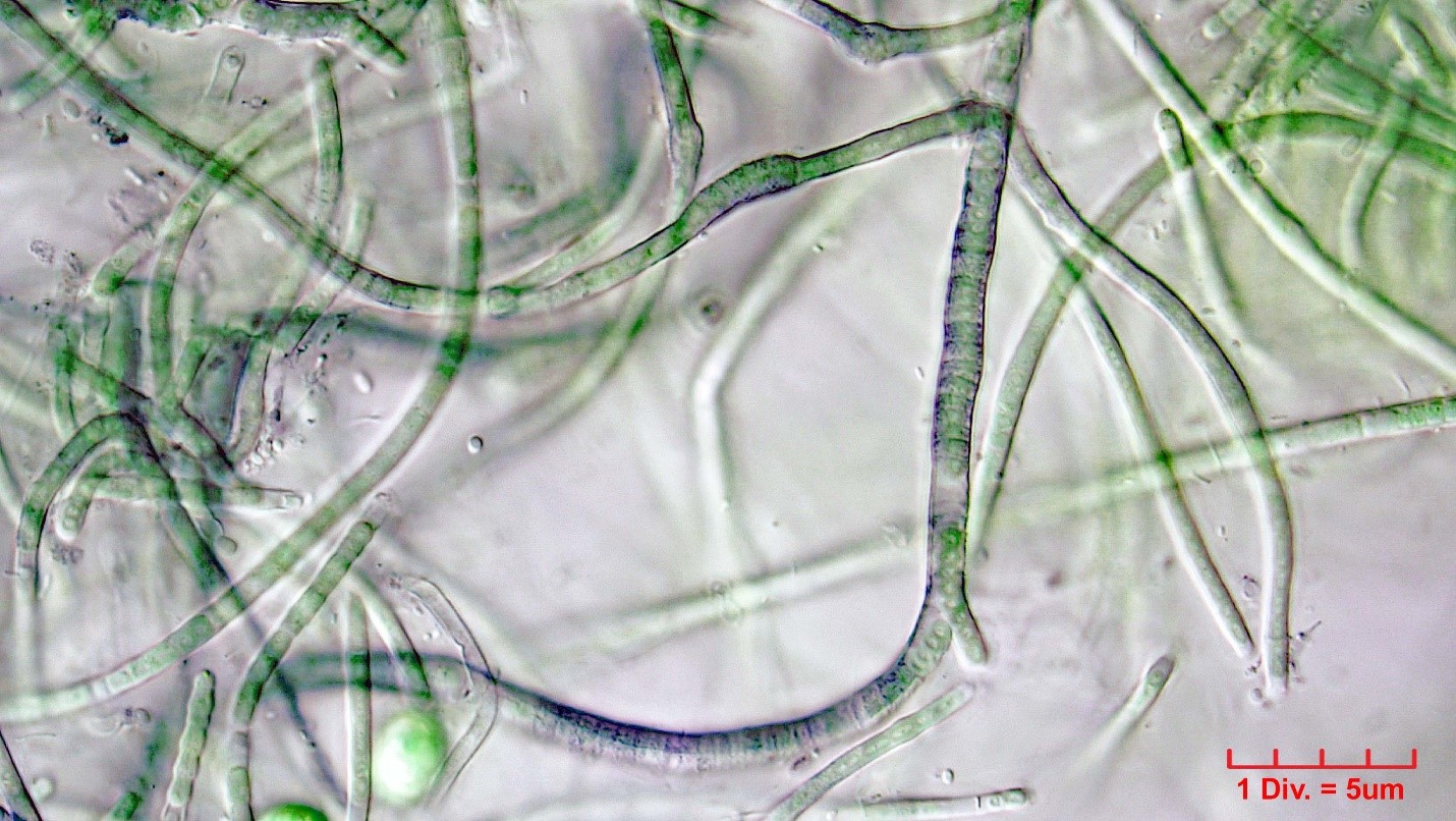 Cyanobacteria/Oscillatoriales/Microcoleaceae/Pseudophormidium/hollerbachianum/pseudophormidium-hollerbachianum-284.jpg