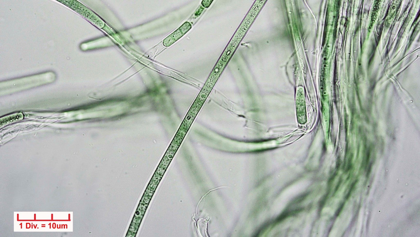 ./Cyanobacteria/Oscillatoriales/Microcoleaceae/Symploca/muscorum/symploca-muscorum-282.jpg