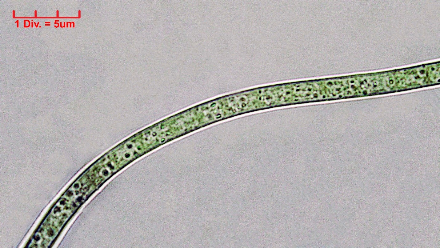 ./Cyanobacteria/Oscillatoriales/Microcoleaceae/Symploca/muscorum/symploca-muscorum-283.jpg