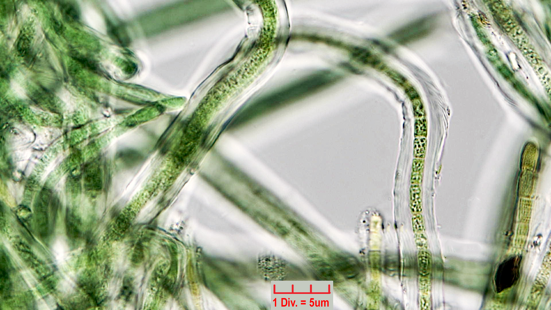 Cyanobacteria/Oscillatoriales/Microcoleaceae/Symplocastrum/friesii/symplocastrum-friesii-3.jpg