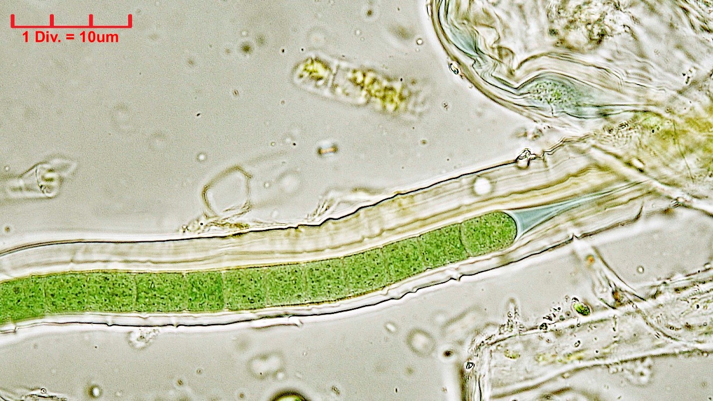 ././Cyanobacteria/Oscillatoriales/Microcoleaceae/Symplocastrum/muelleri/symplocastrum-muelleri-280.jpg