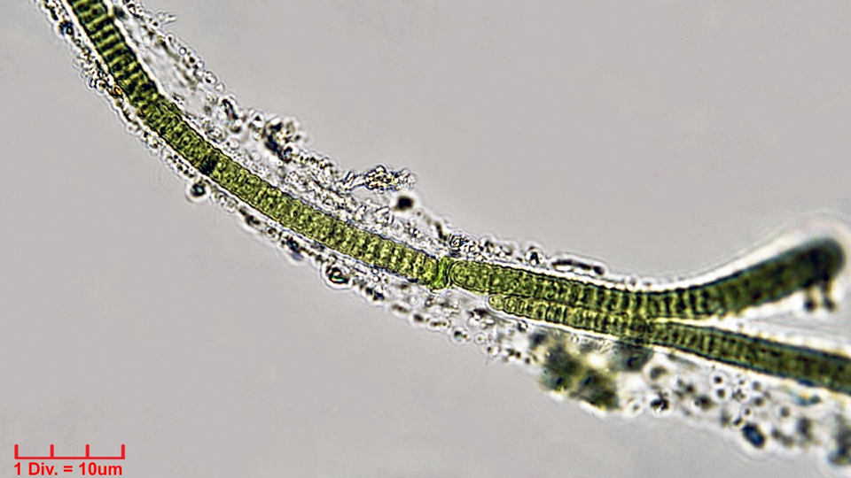 Cyanobacteria/Oscillatoriales/Oscillatoriaceae/Blenothrix/sp/blenothrix-212.png
