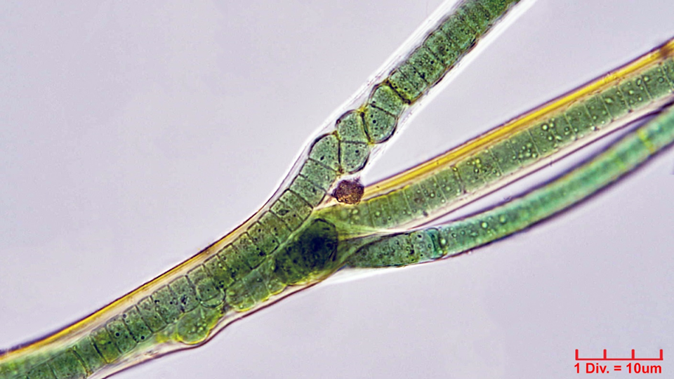 Cyanobacteria/Oscillatoriales/Oscillatoriaceae/Blenothrix/sp/blenothrix-214.png