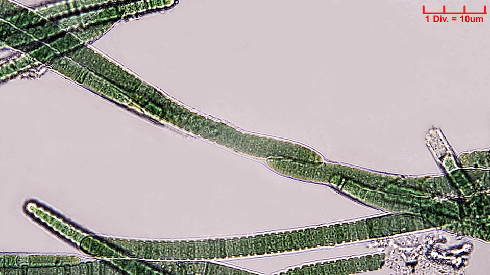 Cyanobacteria/Oscillatoriales/Oscillatoriaceae/Blenothrix/sp/blenothrix-215.png