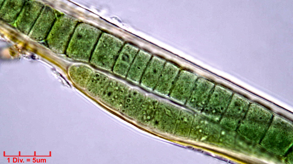 Cyanobacteria/Oscillatoriales/Oscillatoriaceae/Blenothrix/sp/blenothrix-217.png