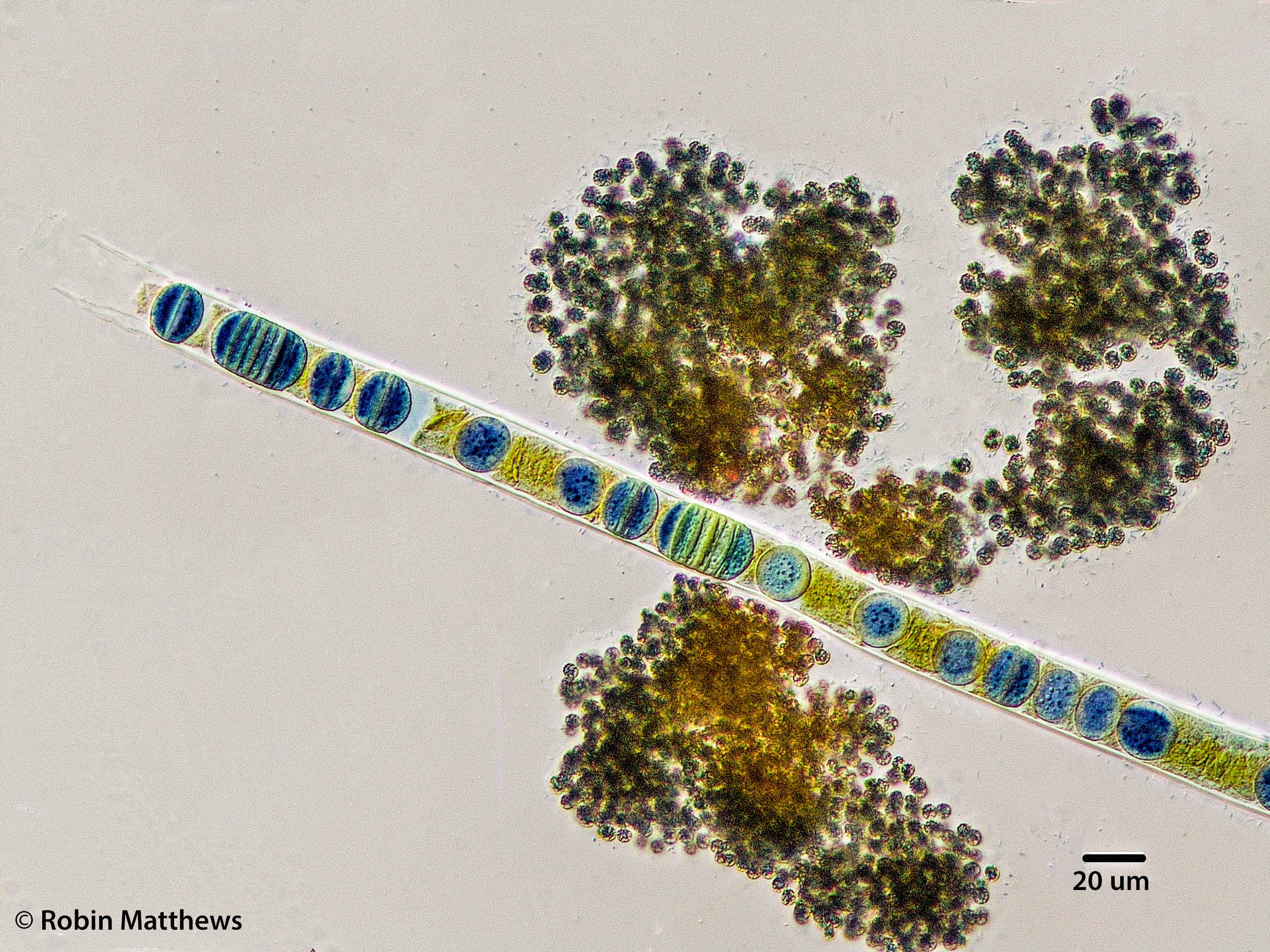 Cyanobacteria/Oscillatoriales/Oscillatoriaceae/Limnoraphis/birgei/limnoraphis-birgei-195.jpg