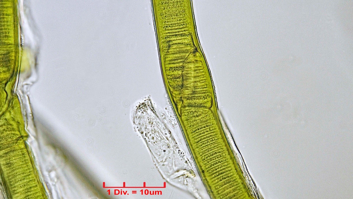 Cyanobacteria/Oscillatoriales/Oscillatoriaceae/Lyngbya/aestuarii/lyngbia-aestuarii-202.jpg