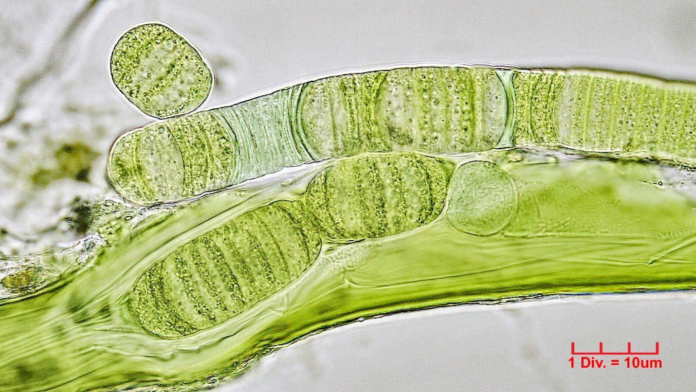 ././Cyanobacteria/Oscillatoriales/Oscillatoriaceae/Lyngbya/aestuarii/lyngbia-aestuarii-203.jpg