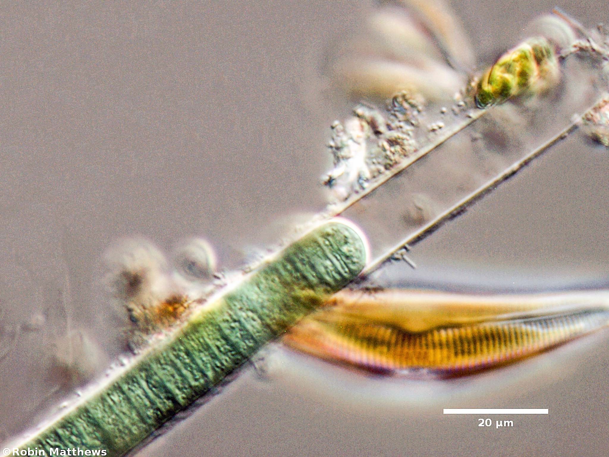 ./././Cyanobacteria/Oscillatoriales/Oscillatoriaceae/Lyngbya/sp/lyngbya-199.jpg