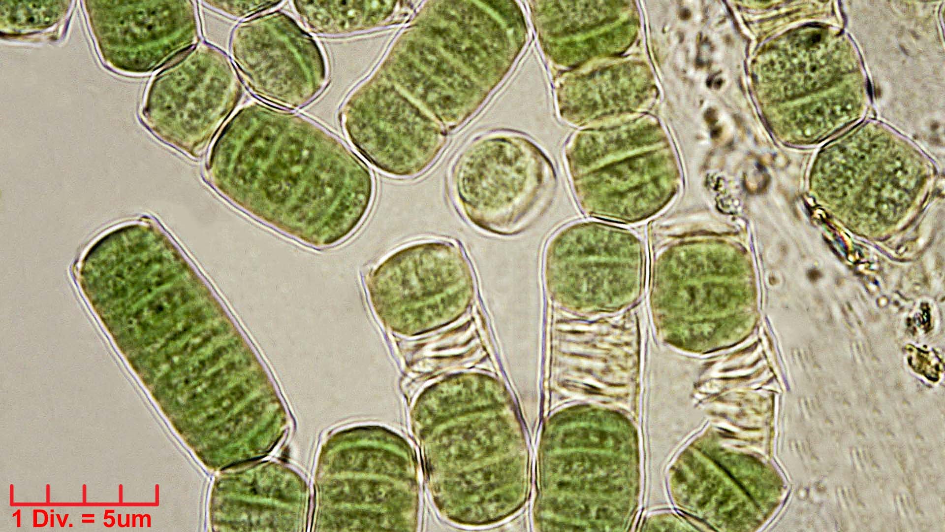 ././././Cyanobacteria/Oscillatoriales/Oscillatoriaceae/Oscillatoria/curviceps/oscillatoria-curviceps-180.jpg