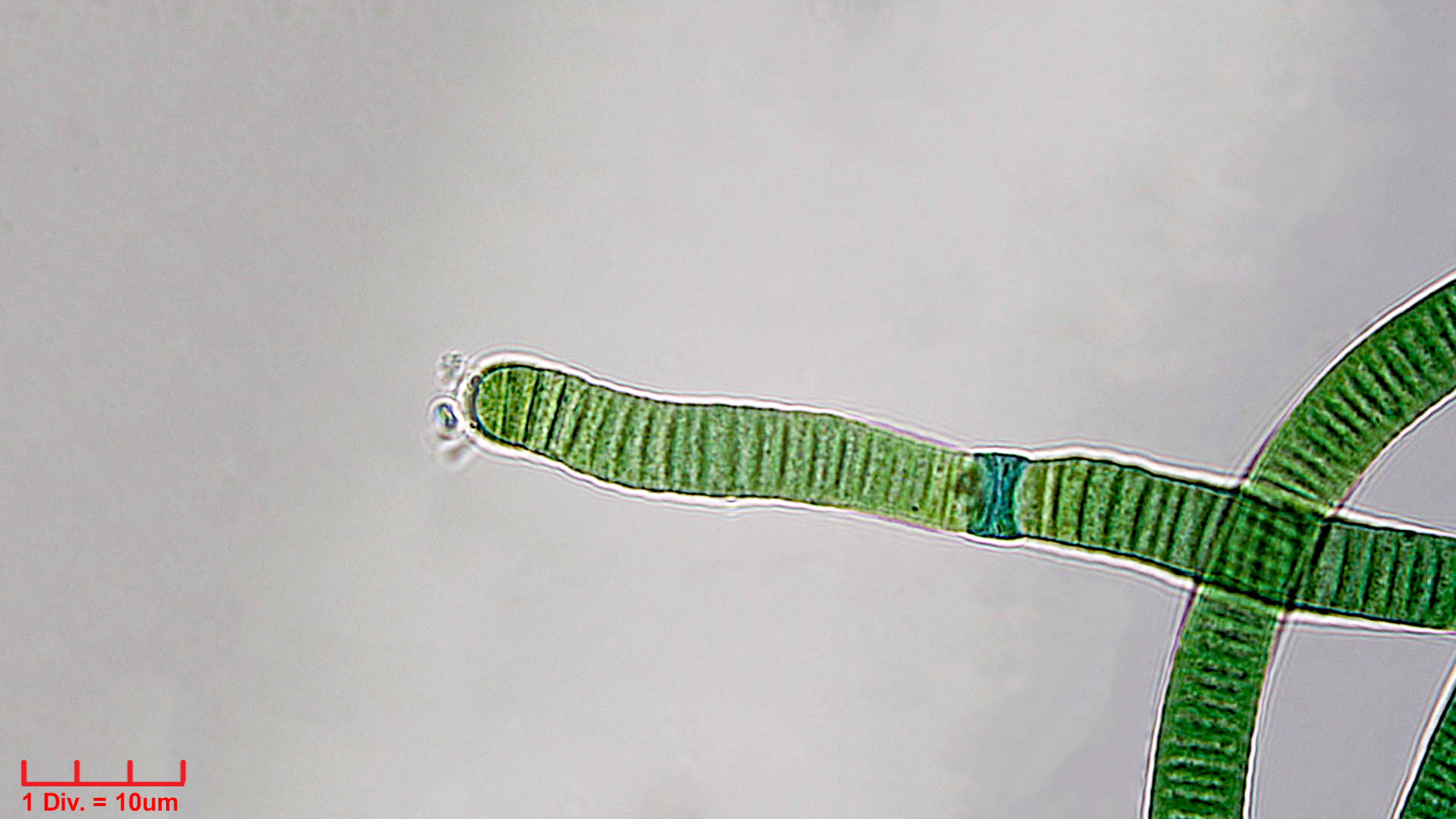 Cyanobacteria/Oscillatoriales/Oscillatoriaceae/Oscillatoria/curviceps/oscillatoria-curviceps-184.jpg