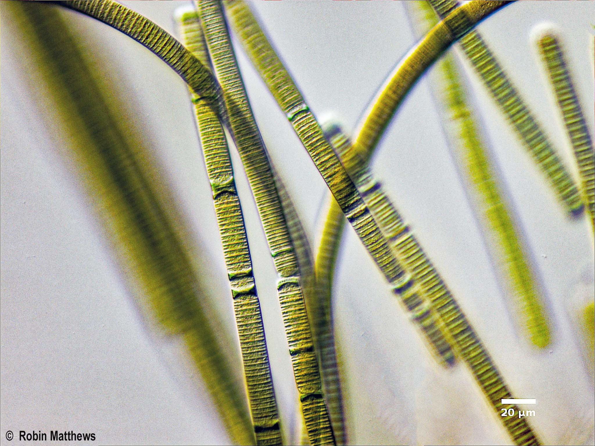 Cyanobacteria/Oscillatoriales/Oscillatoriaceae/Oscillatoria/limosa/oscillatoria-limosa-175.jpg