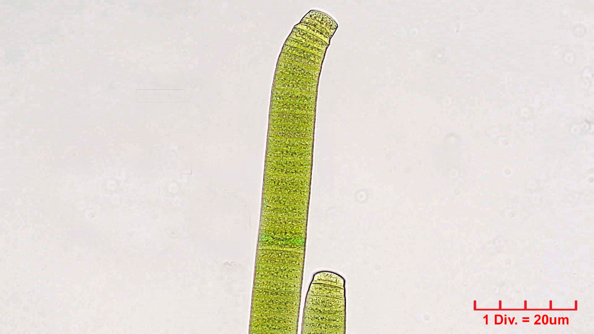 ././././Cyanobacteria/Oscillatoriales/Oscillatoriaceae/Oscillatoria/princeps/oscillatoria-princeps-167.jpg