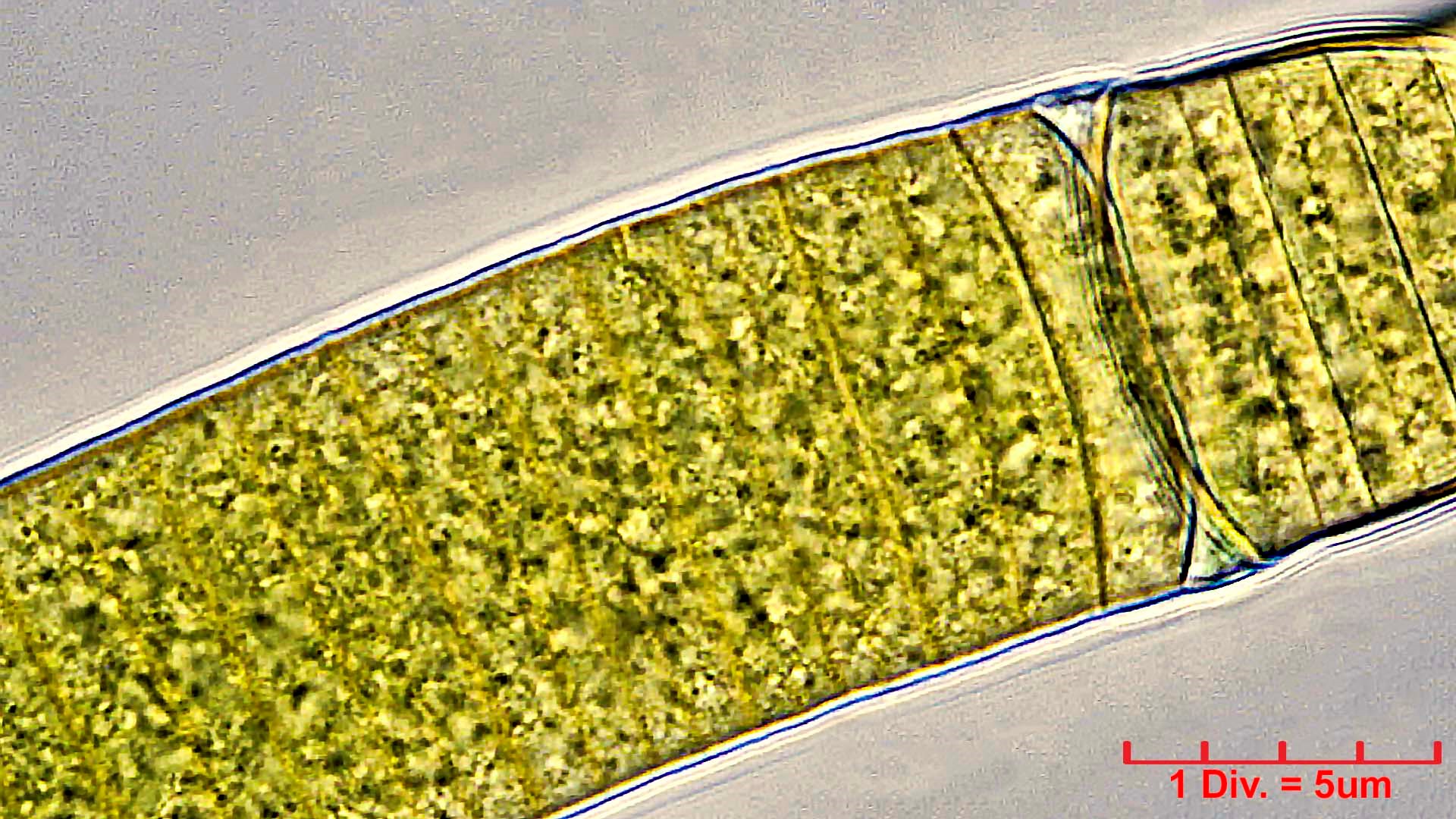 Cyanobacteria/Oscillatoriales/Oscillatoriaceae/Oscillatoria/princeps/oscillatoria-princeps-169.jpg