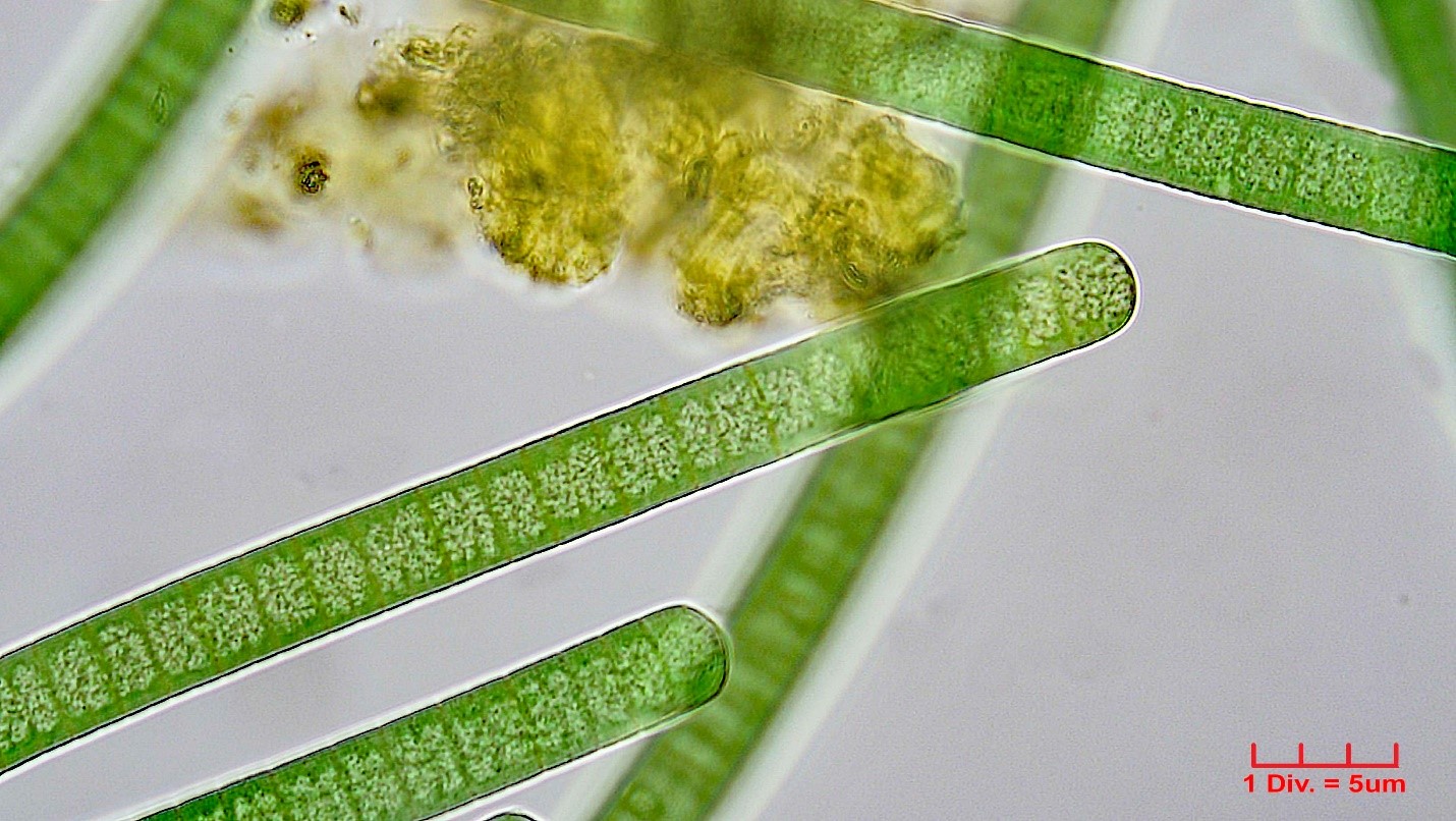 Cyanobacteria/Oscillatoriales/Oscillatoriaceae/Oscillatoria/tenuis_cf/oscillatoria-tenuis-189.jpg