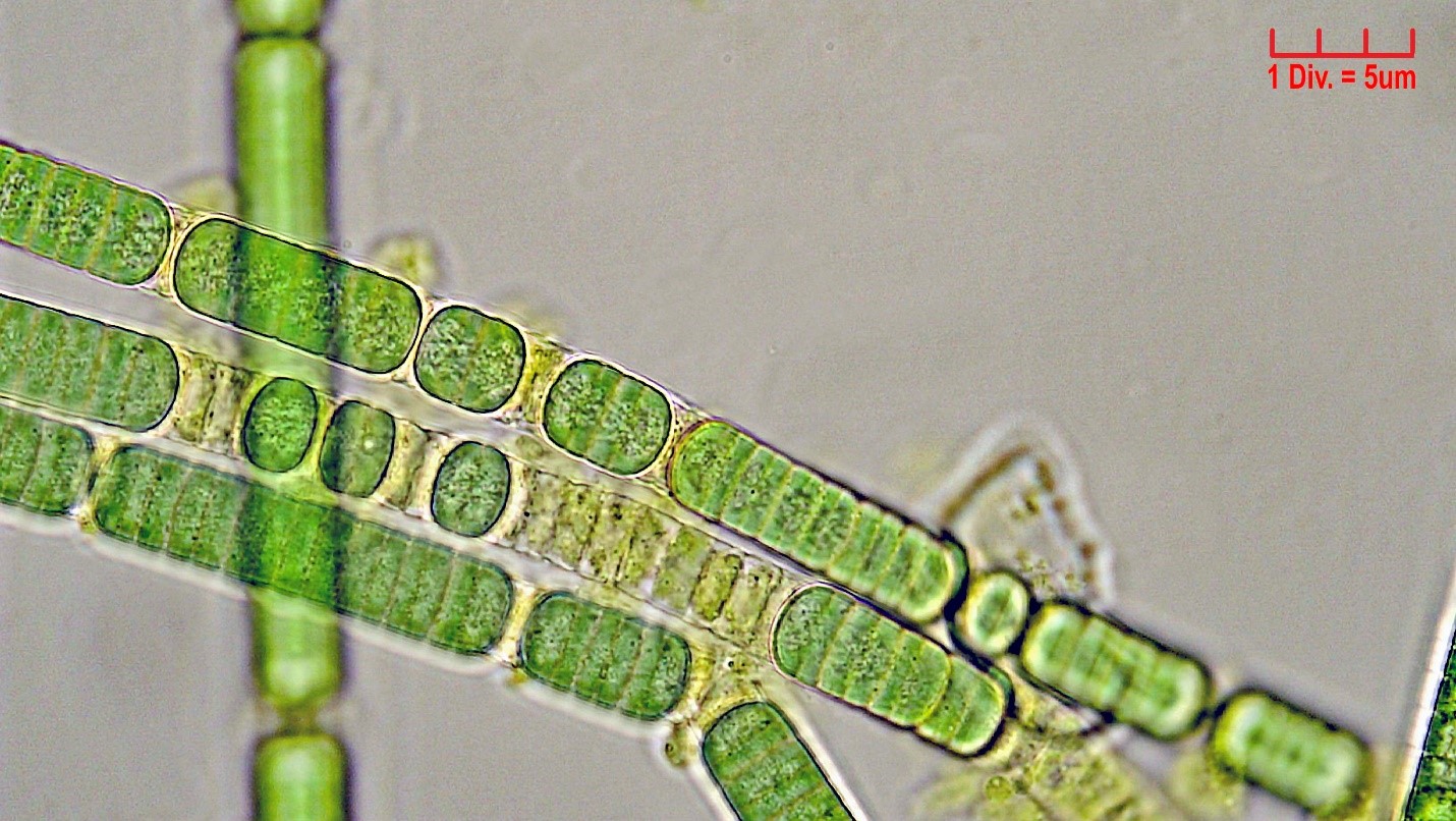 Cyanobacteria/Oscillatoriales/Oscillatoriaceae/Oscillatoria/tenuis_cf/oscillatoria-tenuis-190.jpg