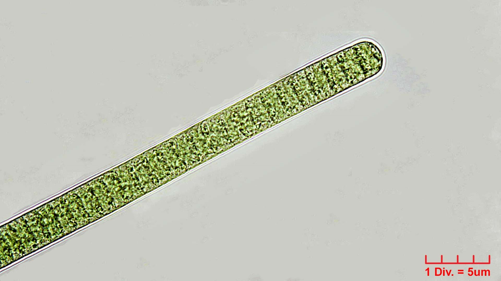 Cyanobacteria/Oscillatoriales/Oscillatoriaceae/Phormidium/irriguum/phormidium-irriguum-227.jpg