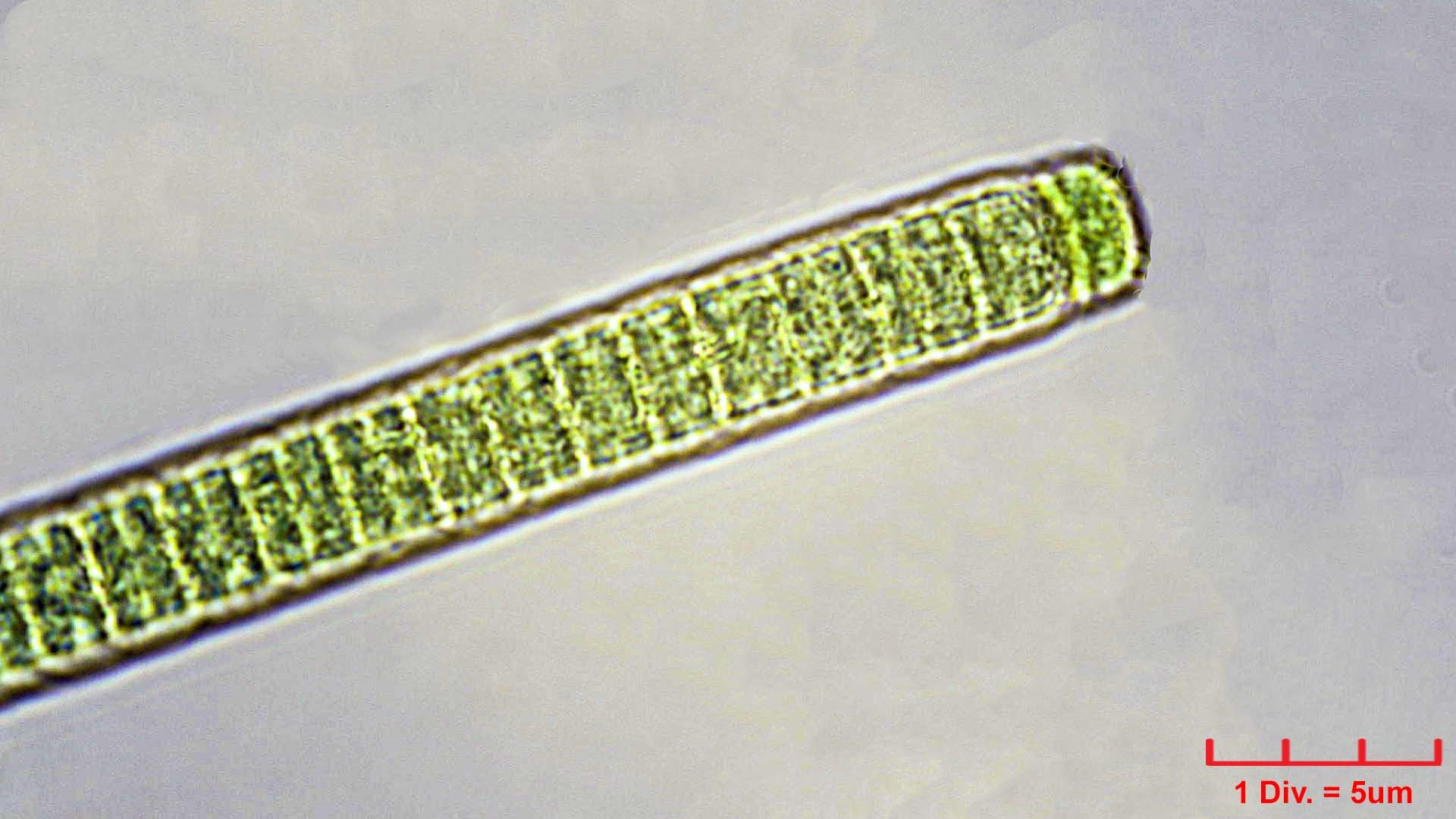 Cyanobacteria/Oscillatoriales/Oscillatoriaceae/Phormidium/irriguum/phormidium-irriguum-228.jpg