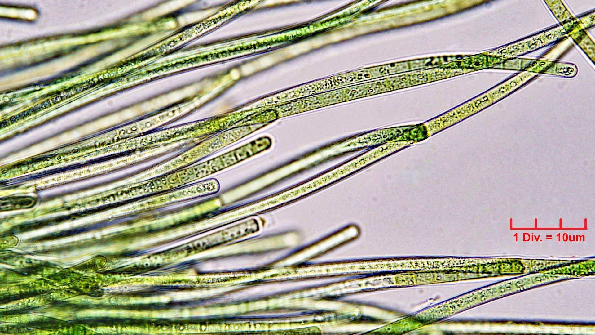 ./Cyanobacteria/Oscillatoriales/Oscillatoriaceae/Phormidium/retzii/phormidium-retzii-231.jpg